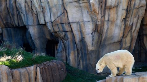 polar bear near me|polar bear exhibit zoo.